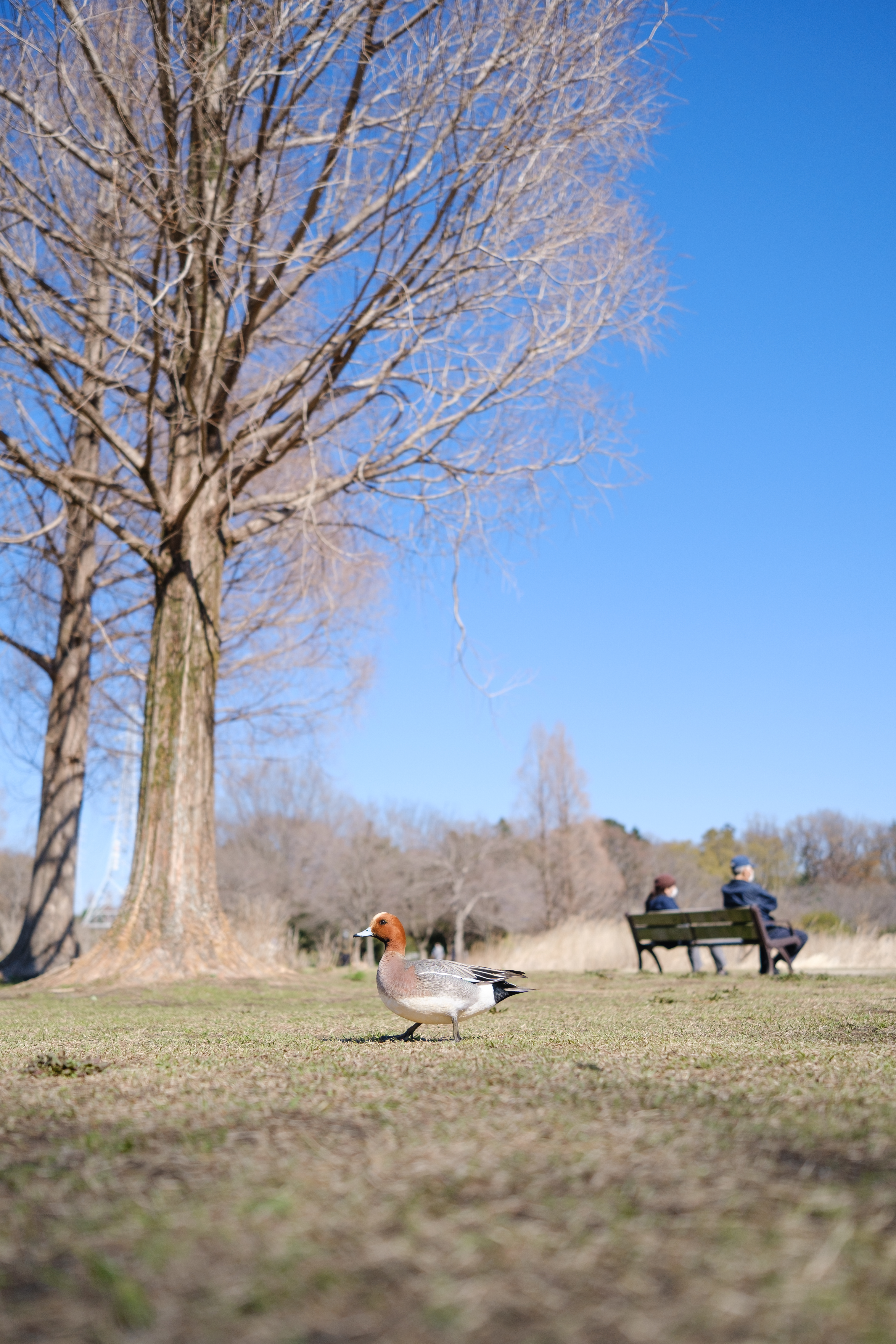 <span class="fnt-85">X-T4 / XF18mmF1.4 R LM WR / 絞り優先AE（F1.4・1/22,000秒・-0.3EV） / ISO 320</span>