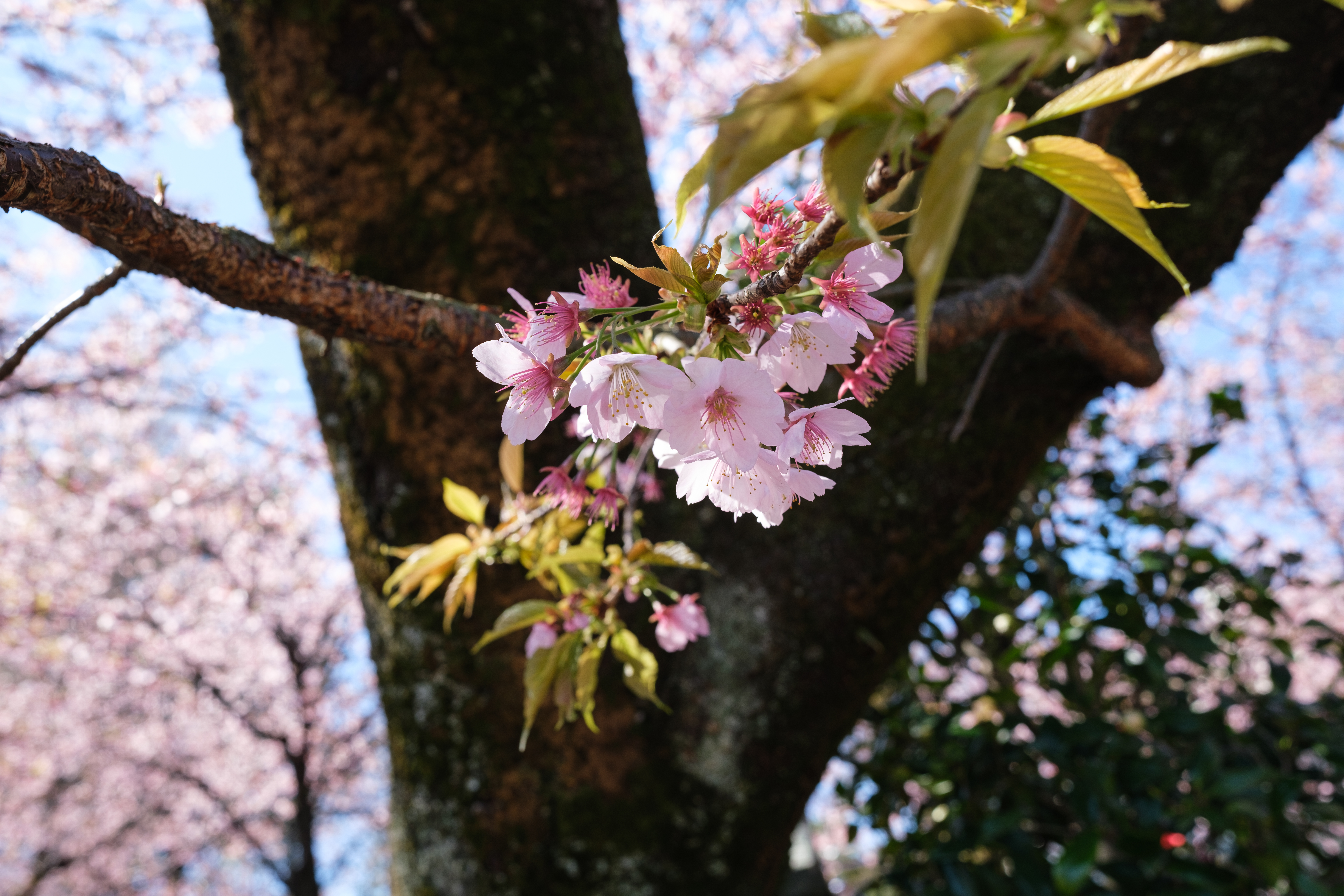 <span class="fnt-85">X-T4 / XF18mmF1.4 R LM WR / 絞り優先AE（F5・1/200秒・-0.3EV） / ISO 160</span>