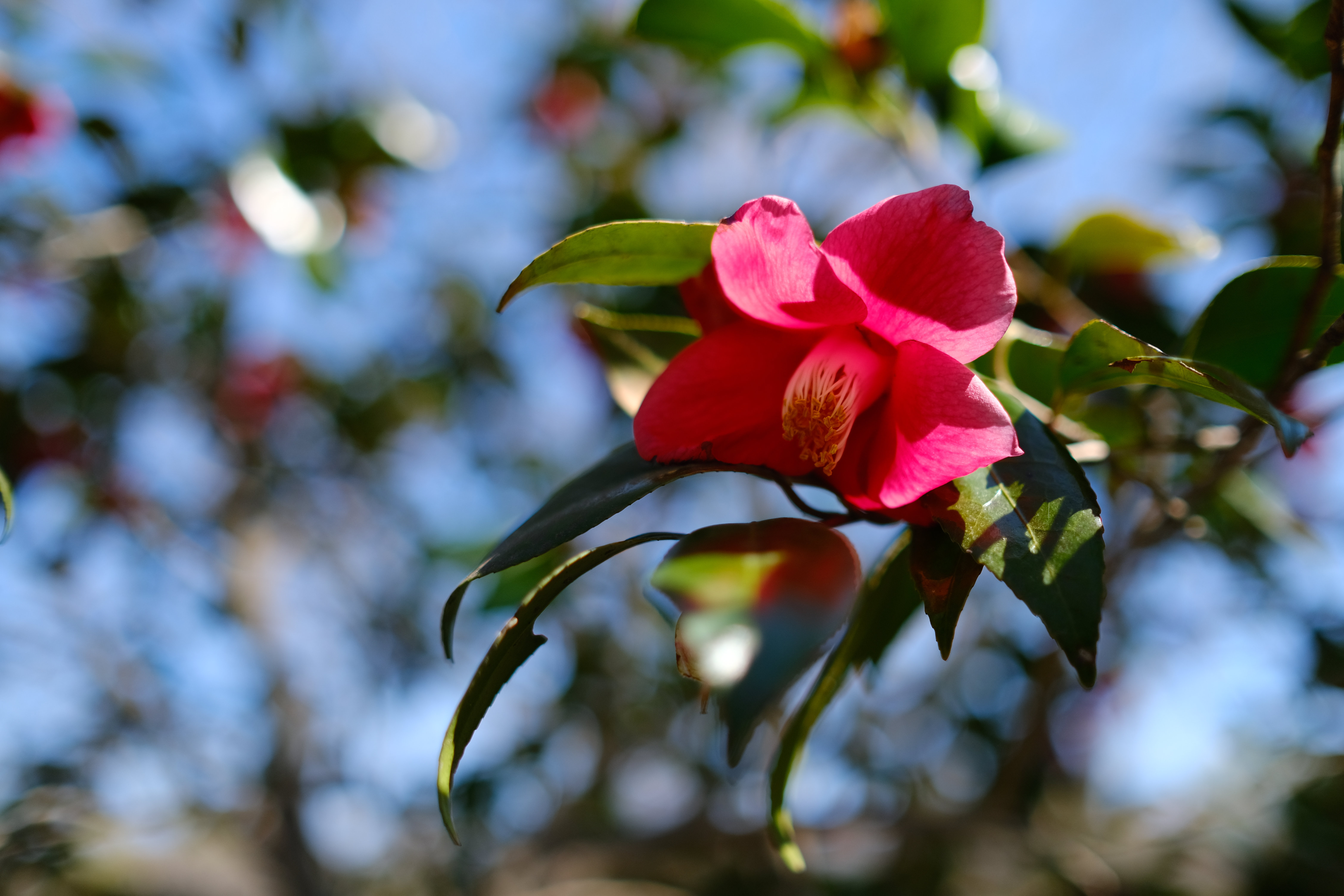 <span class="fnt-85">XF23mmF1.4 R</span>