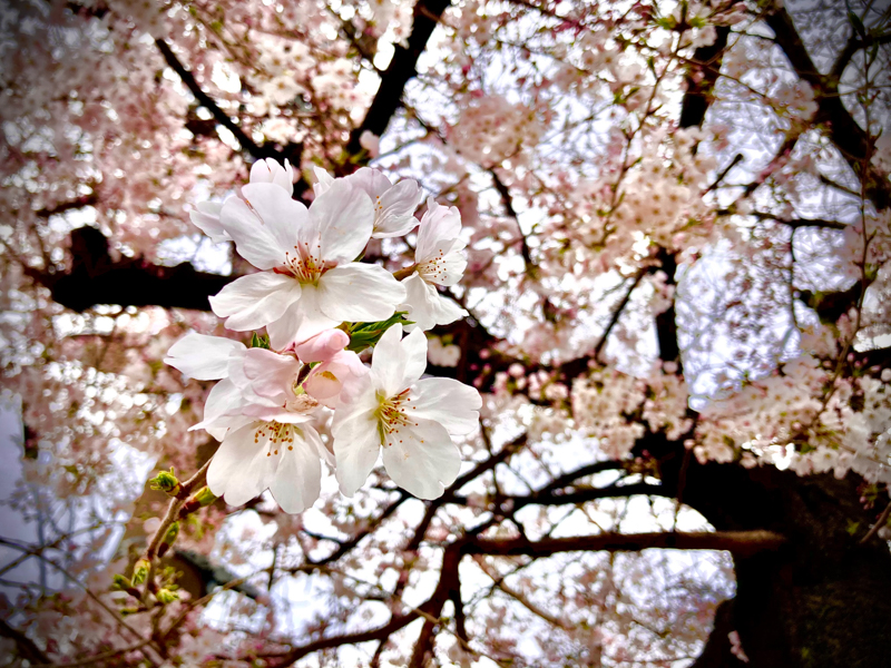 目一杯背伸びしてなんとか撮影。iPhoneは機動力があります