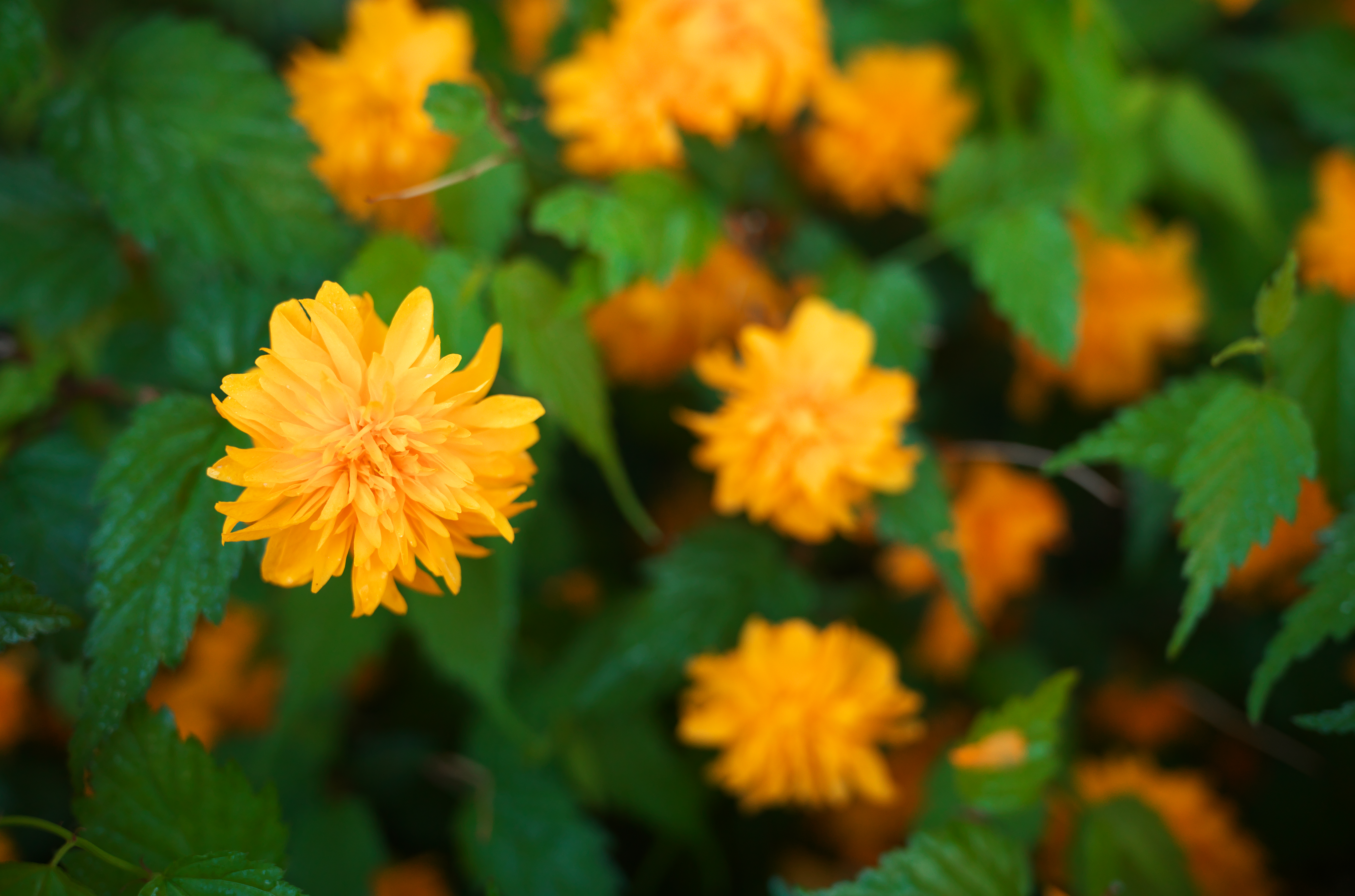 最短撮影距離（0.3m）で絞り開放という、レンズにとってはイヤな条件ですが、合焦点は見事な切れ込みですし、この条件ではボケは綺麗です。フラットなのにけっこうコントラストが強い印象ですね。周辺光量の低下も自然です。<br>ライカM10-R　APO-SUMMICRON-M F2/35mm ASPH.（F2・1/500秒）ISO 400