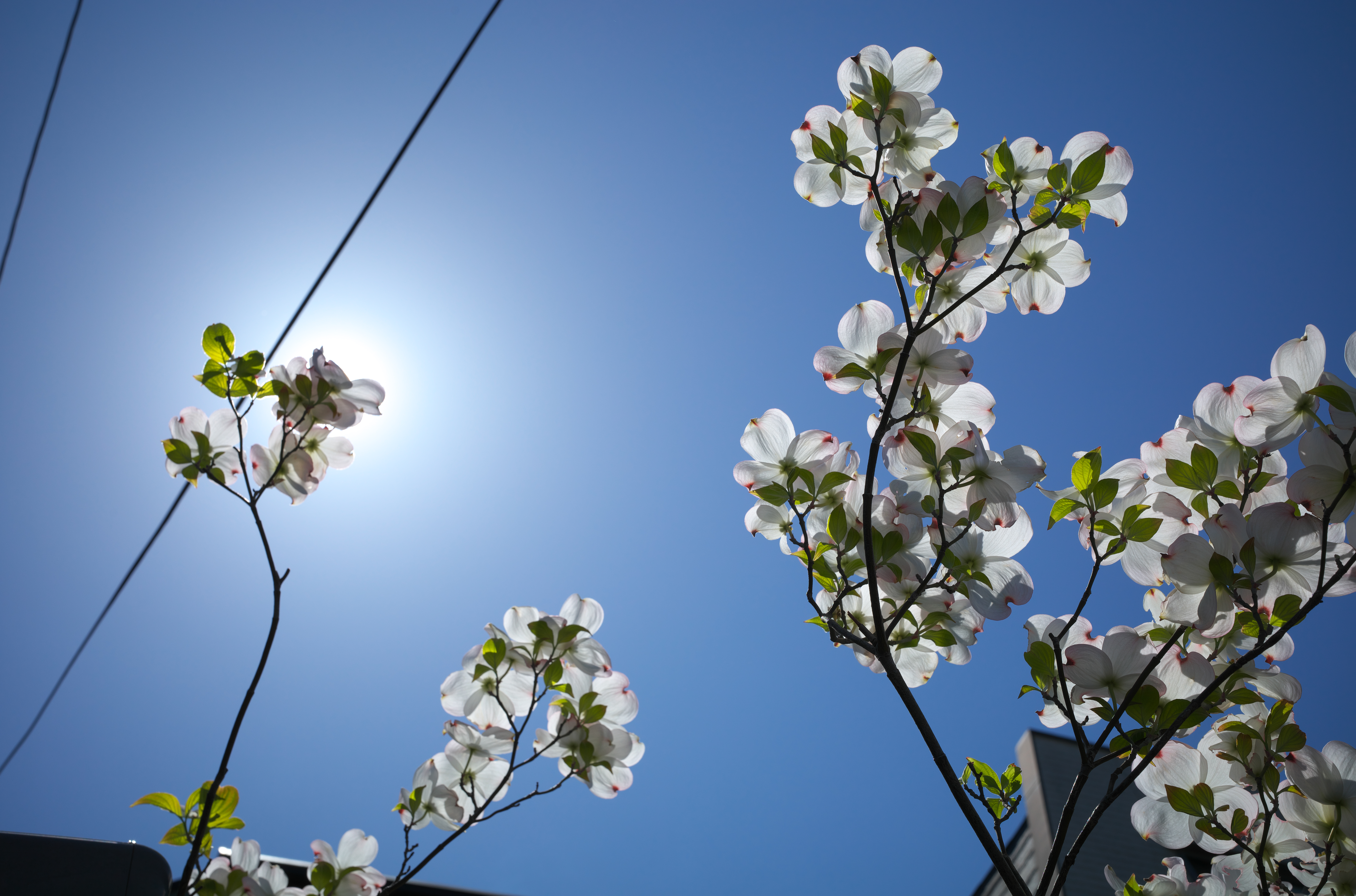 逆光ではどうかしらということで、太陽をハナミズキで隠して撮影してみました。逆光による画質低下というのも昔の話になりましたねえ。少しくらいゴーストとか出ても、怒りませんけどね。私は。<br>ライカM10-R　APO-SUMMICRON-M F2/35mm ASPH.（F4・1/500秒）ISO 100