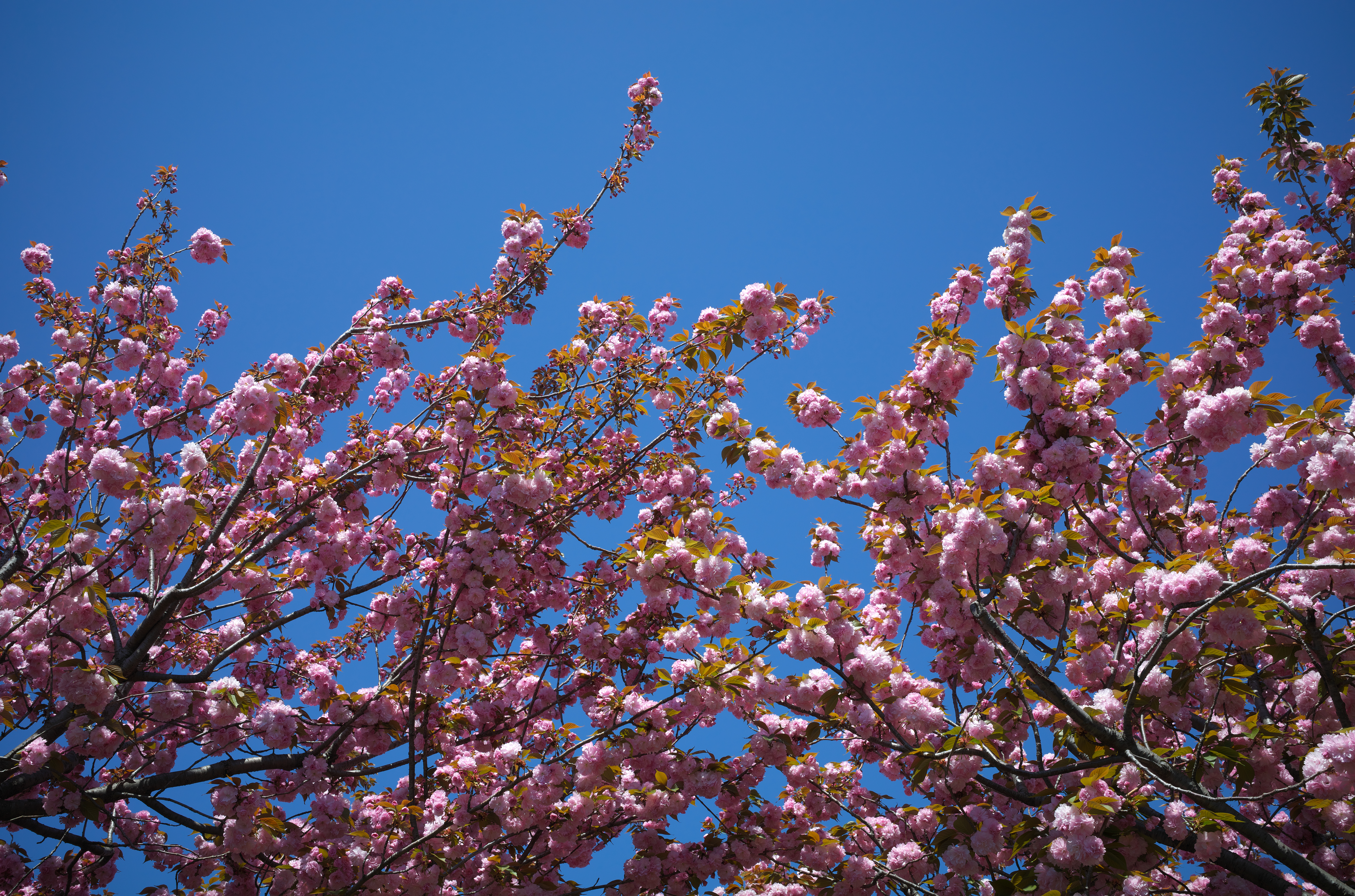 このくらいの撮影距離ですと、とにかくモニター上で画像を拡大して喜んだりするのですが、その喜びのためにカメラとレンズが存在しているわけではないことは時おり自問自答して、十分に認識せねばなりません。<br>ライカM10-R　APO-SUMMICRON-M F2/35mm ASPH.（F8・1/250秒）ISO 100