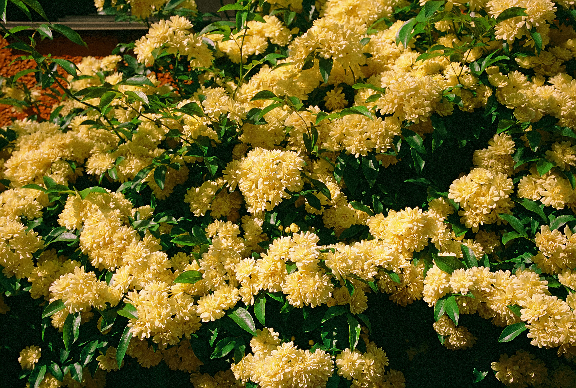 ライカM7にフジクロームプロビア100Fを装填しました。エッジのキレは良い感じ。フィルムで撮影しても魅力ありです。この画像はカメラ店のフロンティアで出力したものですから解像度は小さめです。<br>ライカM7　APO-SUMMICRON-M F2/35mm ASPH.（F4・絞り優先AE・1/1,000秒）フジクロームプロビア100F