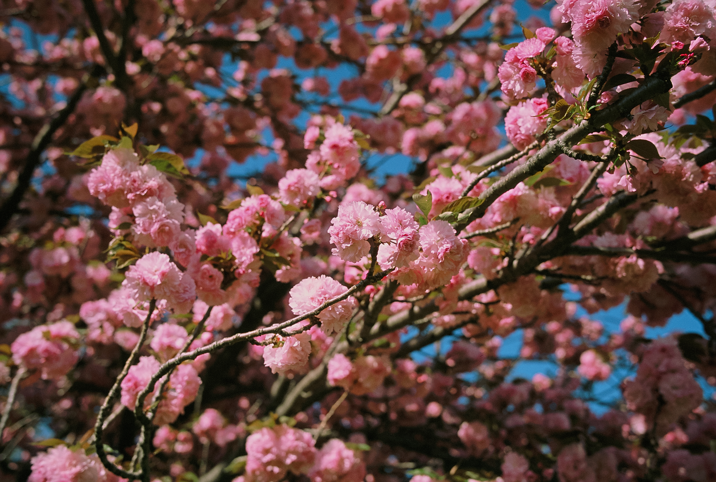 絞り開放にして、合焦点を際立たせます。フィルムの描写の厚みがあります。レンズの性能を生かすことのできる大きなプリントとか、一部を切り出したいなどというという場合は高解像度のスキャンはマストになりますが、フィルムでも十分に性能を発揮できると思います。<br>ライカM7　APO-SUMMICRON-M F2/35mm ASPH.（F2・絞り優先AE・1/1,000秒）フジクロームプロビア100F