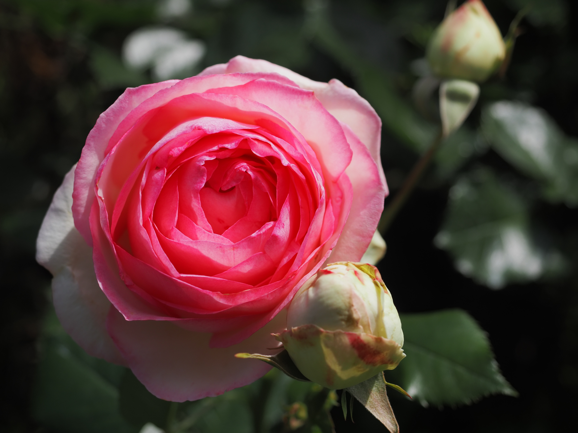 少々天邪鬼な私なので、薔薇の花も開き始めて最も形の良い状態より、その前後の形態に惹かれたりします。標準ズームでも実際の焦点距離が短いため、絞りを開いても適度な被写界深度があり自然な雰囲気です。<br>OM-D E-M1X　M.ZUIKO DIGITAL ED 12-40mm F2.8 PRO（F3.5・1/2,500秒）ISO 200