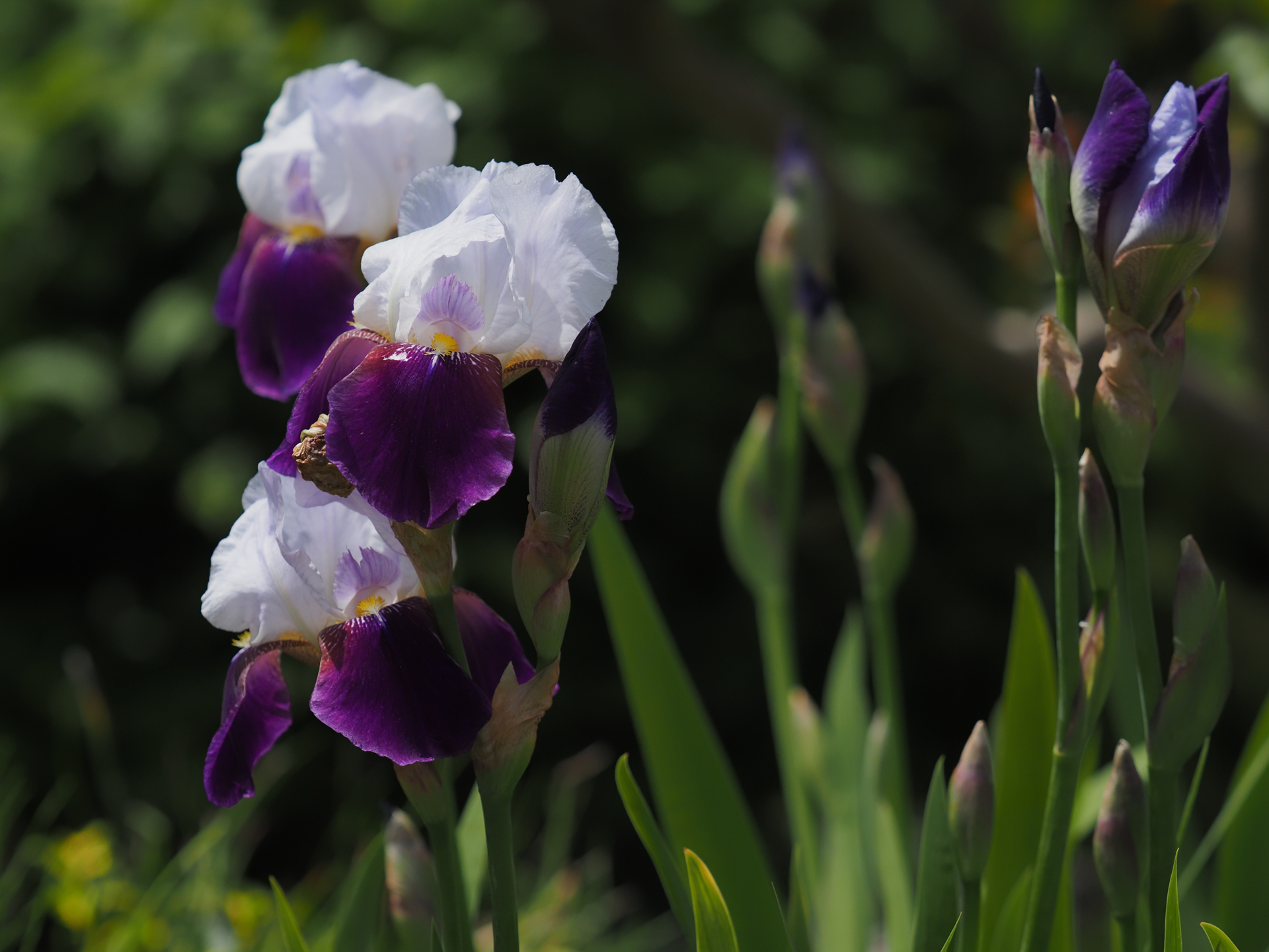 菖蒲は季節の花ですね。町を歩いていてよく見かけます。背景が暗く花が目立っていたので、必要なところだけ切り取って、スナップ的にフレーミングしました。<br>OM-D E-M1X　M.ZUIKO DIGITAL ED 40-150mm F2.8 PRO（F3.5・1/6,400秒）ISO 400