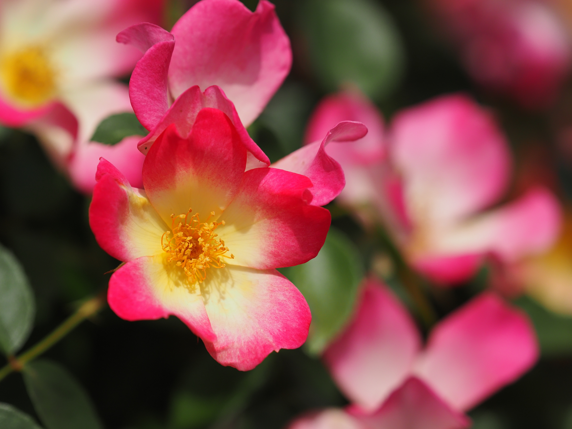 マイクロフォーサーズ用の交換レンズは、最短撮影距離が短いので、マクロレンズ要らずになりますね。特性のひとつですが、マクロレンズが売れなくなるのではと要らぬ心配をしてしまいます。<br>OM-D E-M1X　M.ZUIKO DIGITAL ED 40-150mm F2.8 PRO（F3.5・1/10,000秒）ISO 400