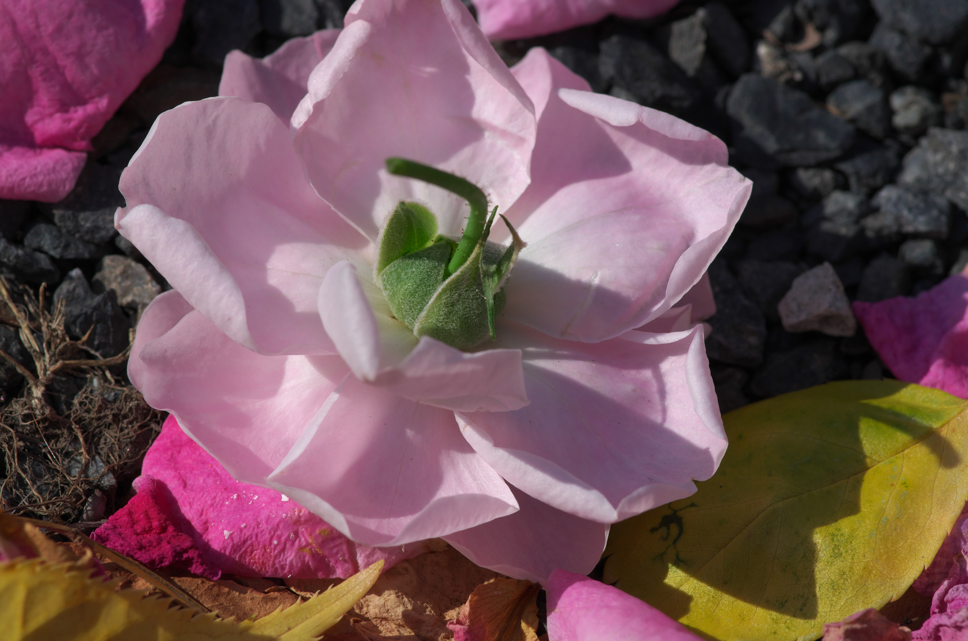 街を歩いていたら薔薇の花が目の前ではらりと落ちたので、すかさず撮影。マクロレンズだけあって、細かい部分まで再現されています。信用できる名玉ですね。以前のレンズよりデザインが洗練されましたが、現行品は絞り環が省略されています。<br>PENTAX K-01　smc PENTAX-D FA MACRO 100mmF2.8（F10・1/800秒）ISO 400