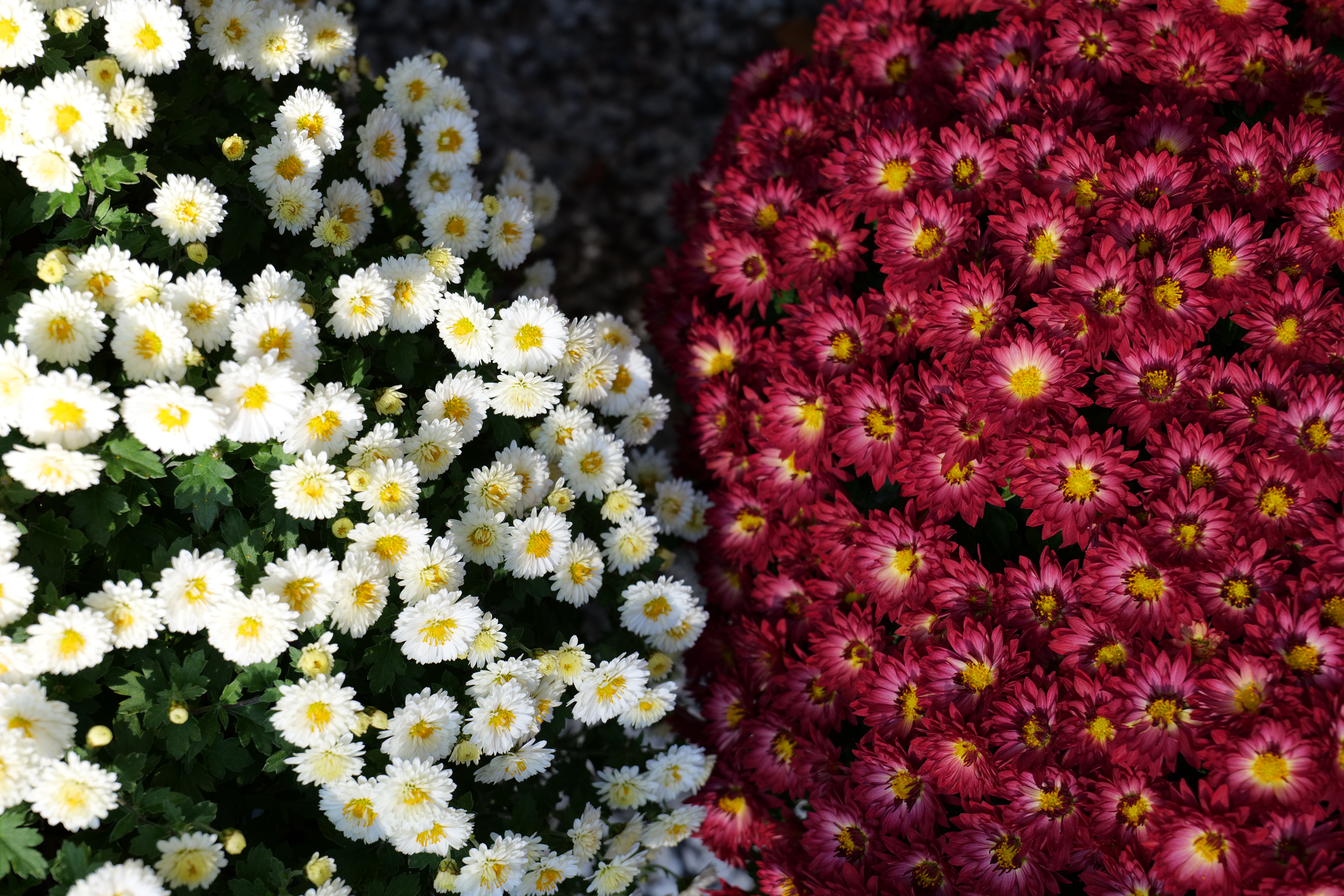 <span class="fnt-85">筆者撮影・以下同。/フォトスタイル：スタンダード<br>LUMIX S5 / LUMIX S 20-60mm F3.5-5.6（60mm） / プログラムAE（F8・1/60秒・+0.3EV） / ISO 160</span>