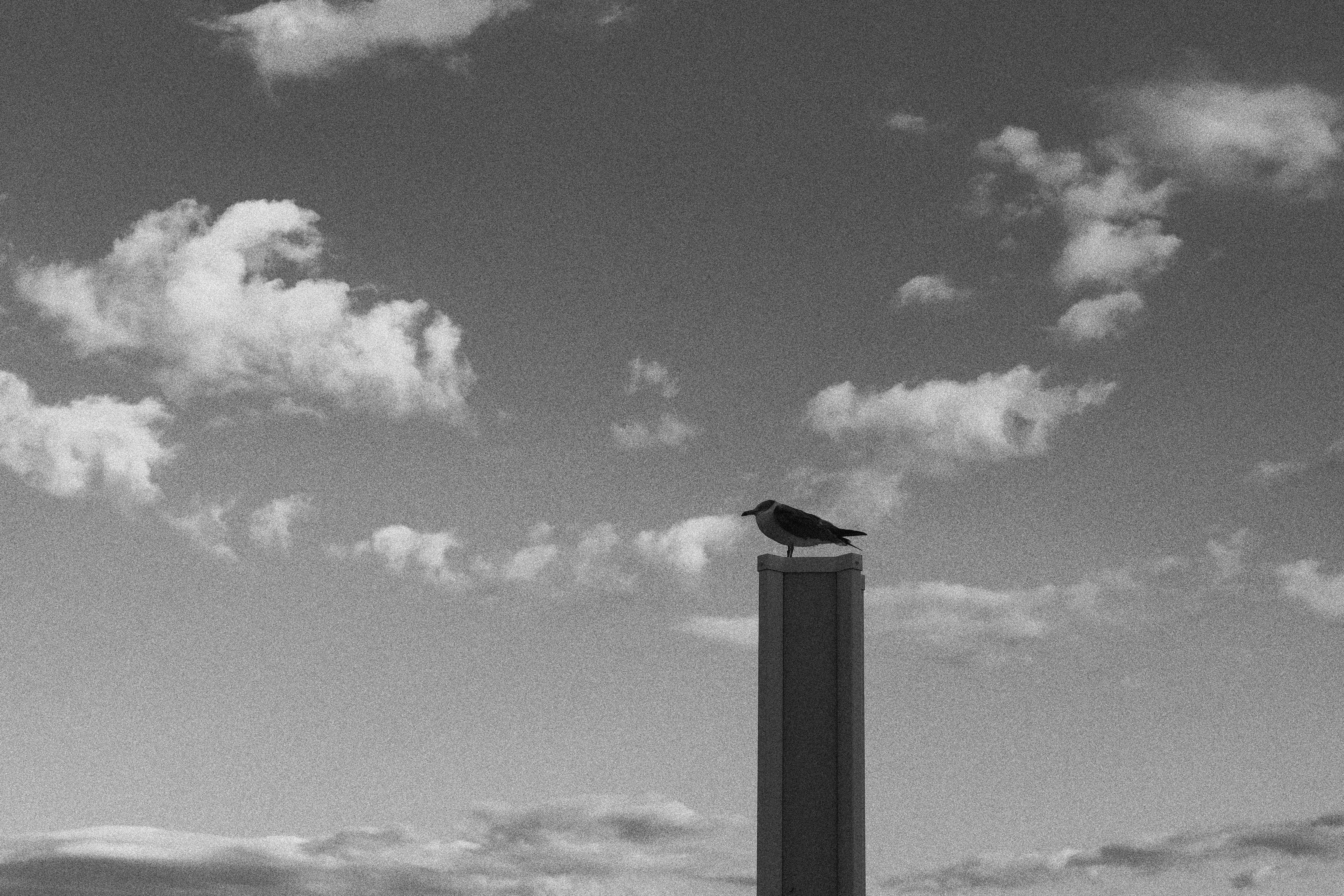 <span class="fnt-85">フォトスタイル：L.モノクロームD（粒状Hi）<br>LUMIX S5 / LUMIX S 20-60mm F3.5-5.6（60mm） / プログラムAE（F8・1/200秒・+0.7EV） / ISO 100</span>