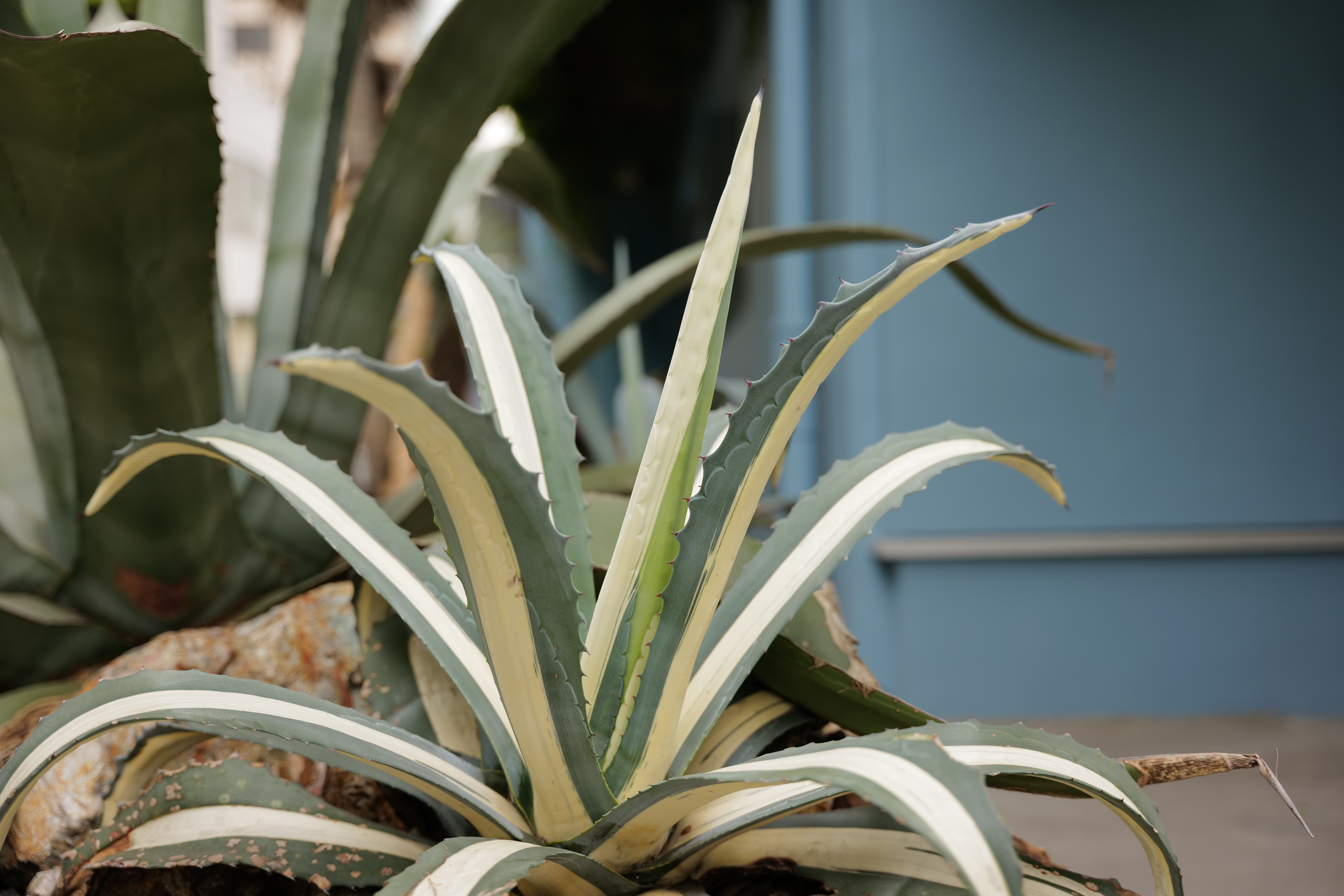 ライカSL2-S / 絞り優先AE（F2.8・1/500秒）/ ISO 200 / 43mm