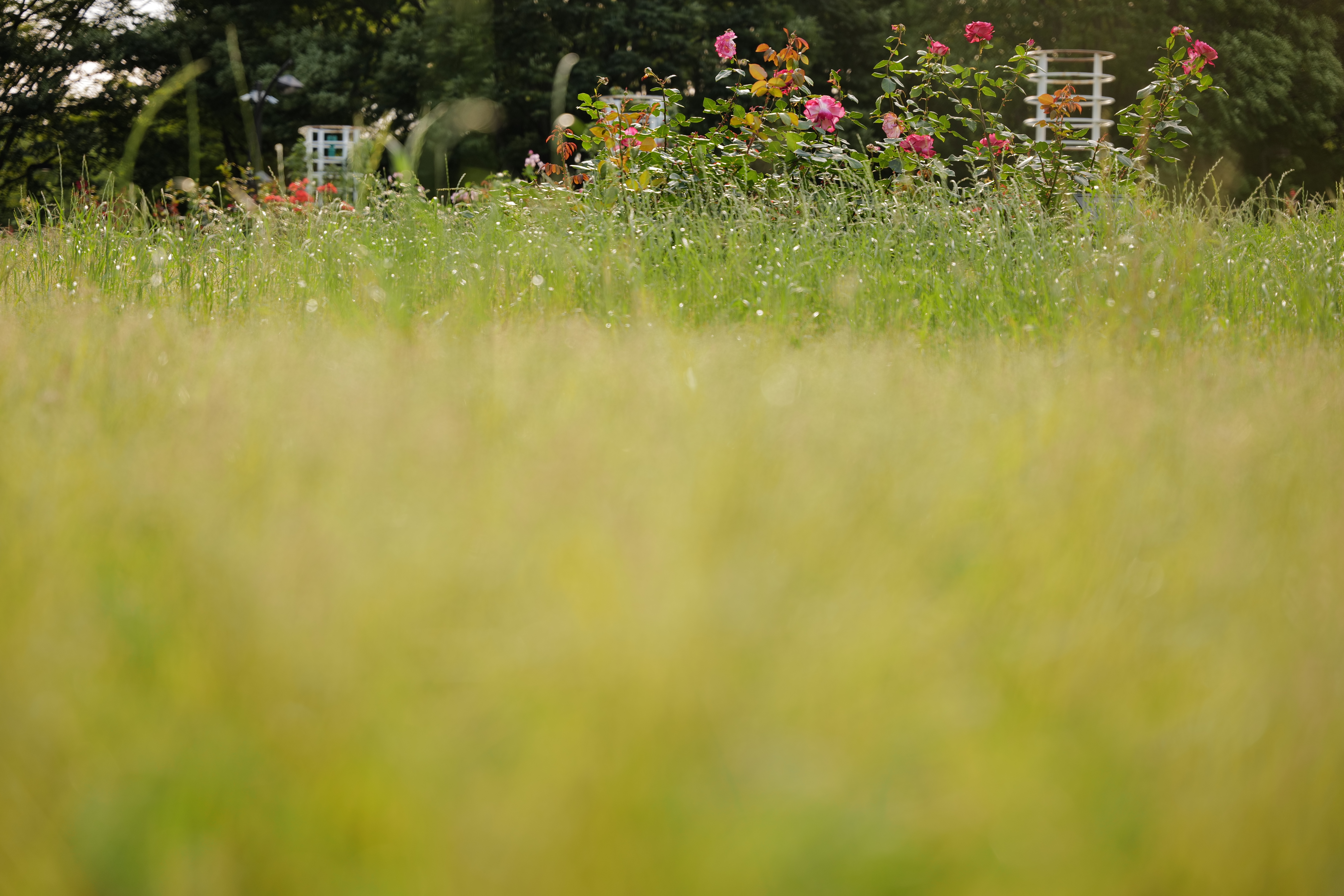 ライカSL2-S / 絞り優先AE（F2.8・1/500秒）/ ISO 200 / 70mm