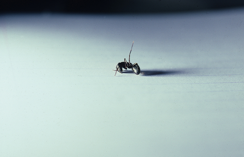 トヨダヒトシ「The Wind’s Path」より
