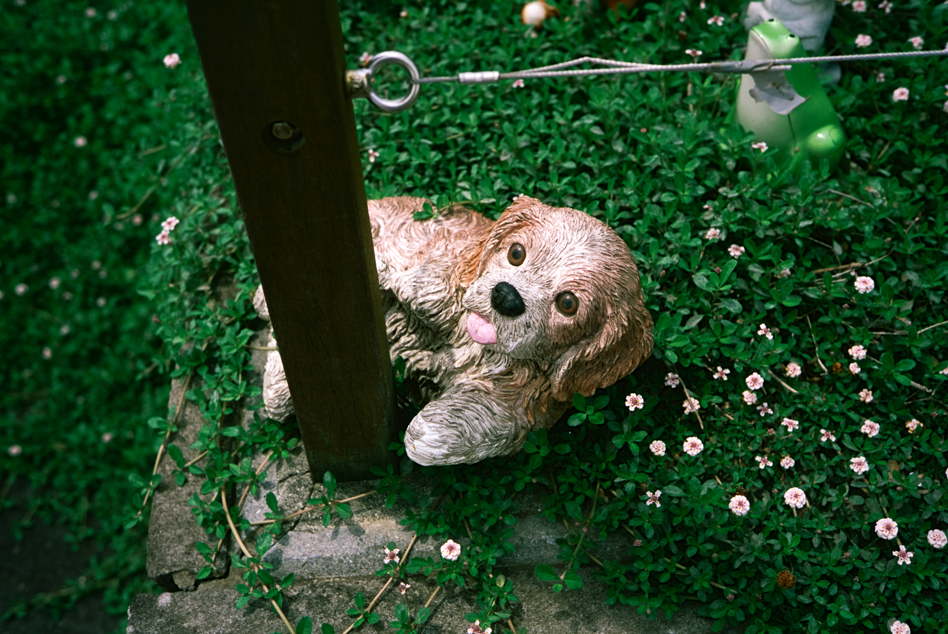 至近距離0.8mで撮影。周辺光量の落ち方も中心の主題を高めてくれる感じで好みです。ボケは至近距離でもクセが出ることがありません。立派な描写です。バランスの良い準標準レンズです。<br>ライツミノルタCL　Mロッコール40mm F2（F4・1/1,000秒）フジクロームプロビア100