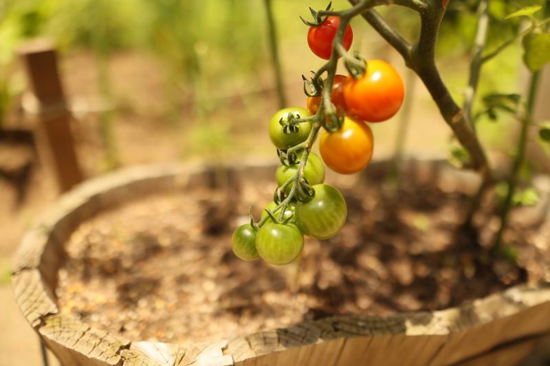 EOS R6 / 24-35mm F2 DG HSM｜Art / 25mm / マニュアル露出（1/3,200秒・F2.0） / ISO 320