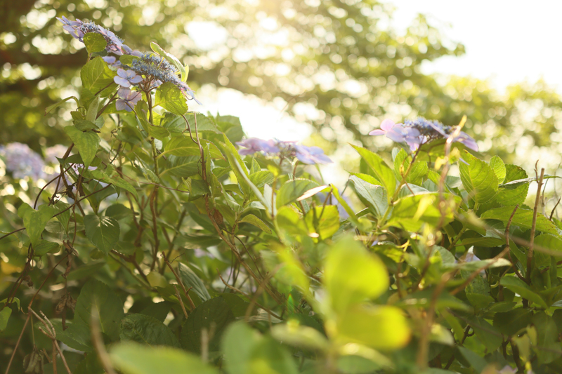 EOS R6 / 24-35mm F2 DG HSM｜Art / 35mm / マニュアル露出（1/1,600秒・F2.0） / ISO 320