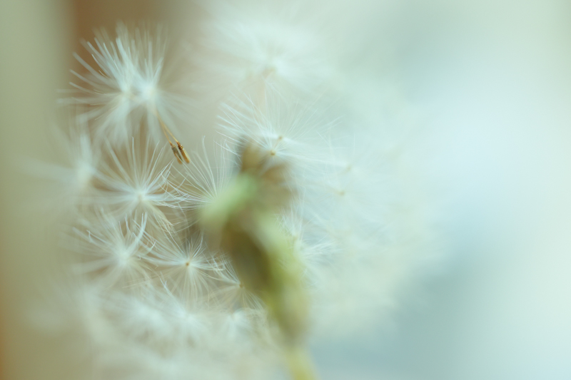 EOS R6 / 70mm F2.8 DG MACRO｜Art / 70mm / マニュアル露出（1/400秒・F4.0） / ISO 320