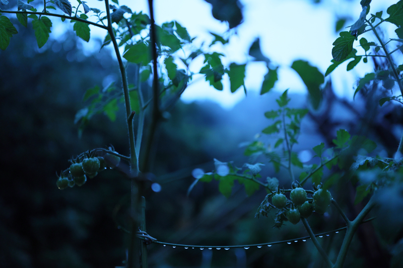 EOS R6 / 24-35mm F2 DG HSM｜Art / 33mm / マニュアル露出（1/50秒・F2.0） / ISO 3200