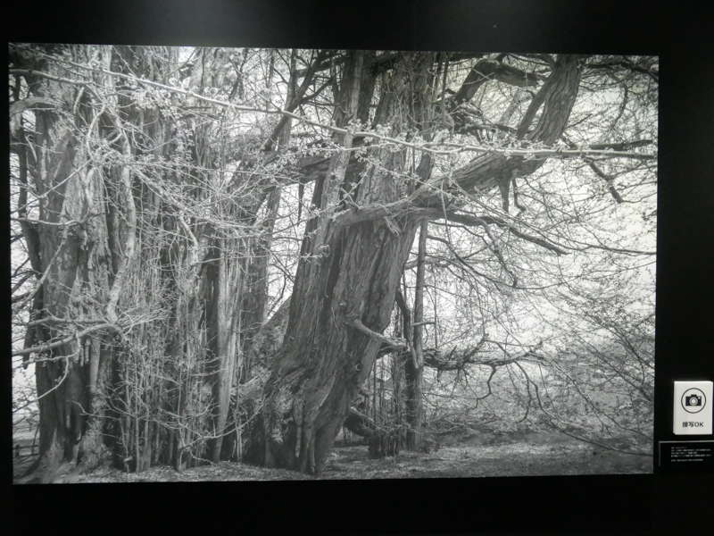 ©Anju<br>撮影モード「Leitz Looks」では、“ライカを体現する美しいモノクロ撮影”も楽しめるとしている