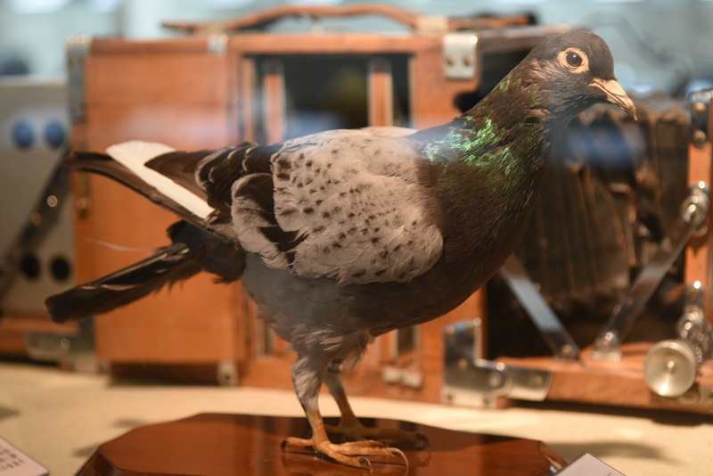 1840年にはじめて通信業務に伝書鳩が使用され、ロンドン→パリ間が6時間で情報伝達できるようになった。日本では1893年に東京朝日新聞社で研究が始められた。伝書鳩による運搬業務は、読売新聞社が1966年まで行っていた