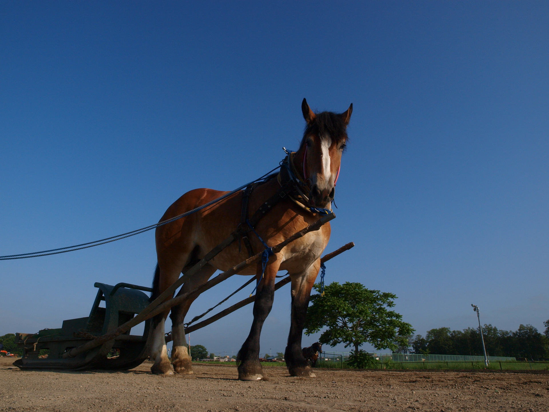 <span class="fnt-85">E-520 / ZUIKO DIGITAL ED 12-60mm F2.8-4.0 SWD（12mm：24mm相当） / プログラムAE（F11・1/800秒・-1.0EV） / ISO 400</span>