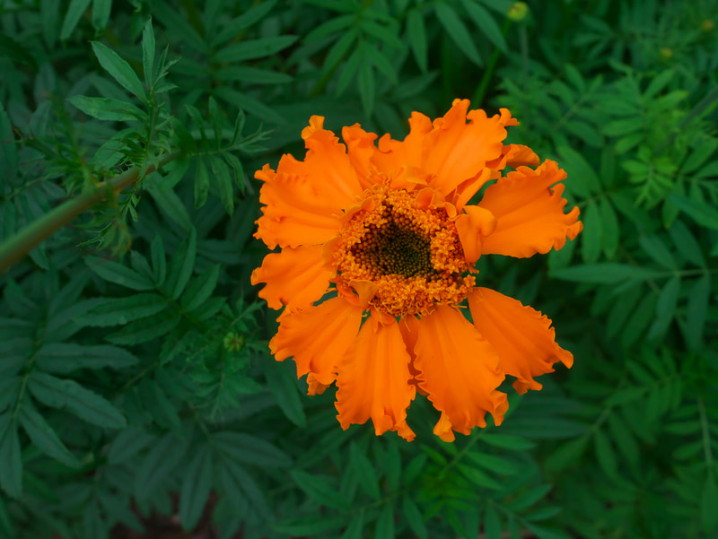 芸がないけど真俯瞰で花の撮影。梅雨時の光のニュアンスの助けを借りずともちゃんと写りますね。花全体をシャープに描写するため絞っています。<br>LUMIX DMC-GM1　LEICA DG SUMMILUX 15mm F1.7 ASPH.（F5.6・1/500秒）ISO 400