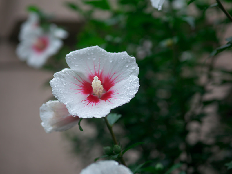 今回の作例、屋外での撮影はほとんどぜーんぶ曇天か雨です。悪条件下ではレンズの欠点が露呈することがありますが、フォーサーズ/マイクロフォーサーズ用のレンズはみな高性能で安心です。<br>LUMIX DMC-GM1　LEICA D SUMMILUX 25mm F1.4 ASPH.（F1.8・1/2,000秒）ISO 200