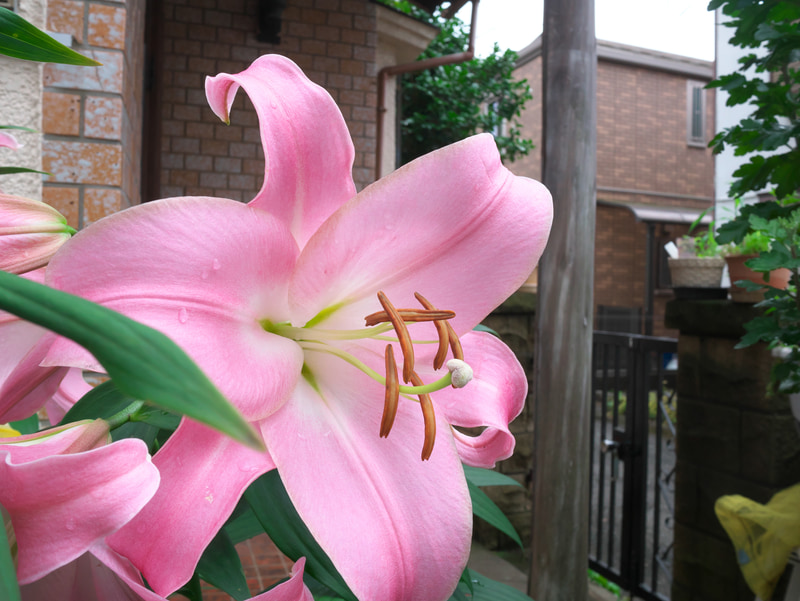 雨上がりに近所の家の玄関にあった百合を軽く撮影してみました。LUMIX G 14mm/F2.5 ASPH.はパンケーキタイプのデザインで、現行よりも一つ前の旧型だけど、至近距離でも何ら問題のない素晴らしい描写をします。このまま旧型使っててもいいですよね？<br>LUMIX DMC-GM1　LUMIX G 14mm F2.5 ASPH.（F9・1/320秒）ISO 400