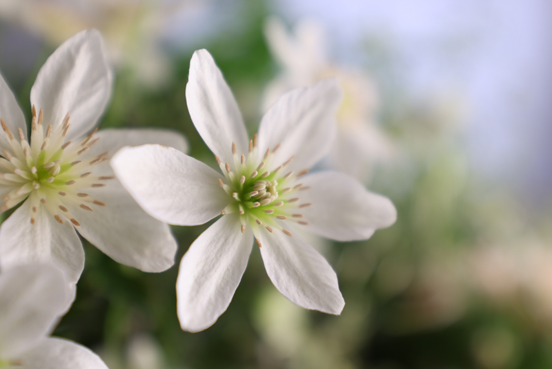 RF14-35mm F4 L IS USM（0.20m、0.38倍）