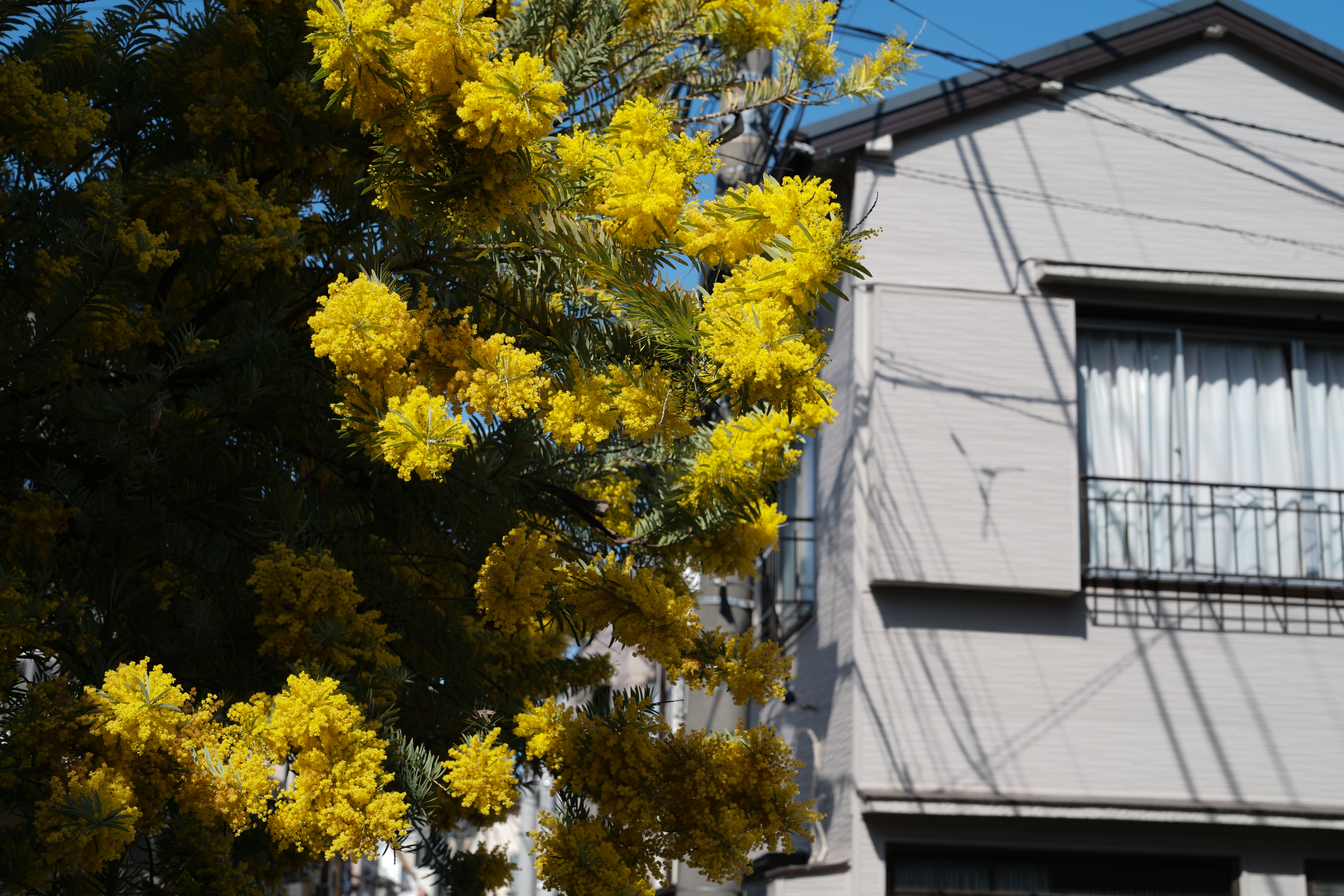 ライカM10-P　APO-SUMMICRON F2/50mm ASPH.（F8・1/180秒）ISO 100