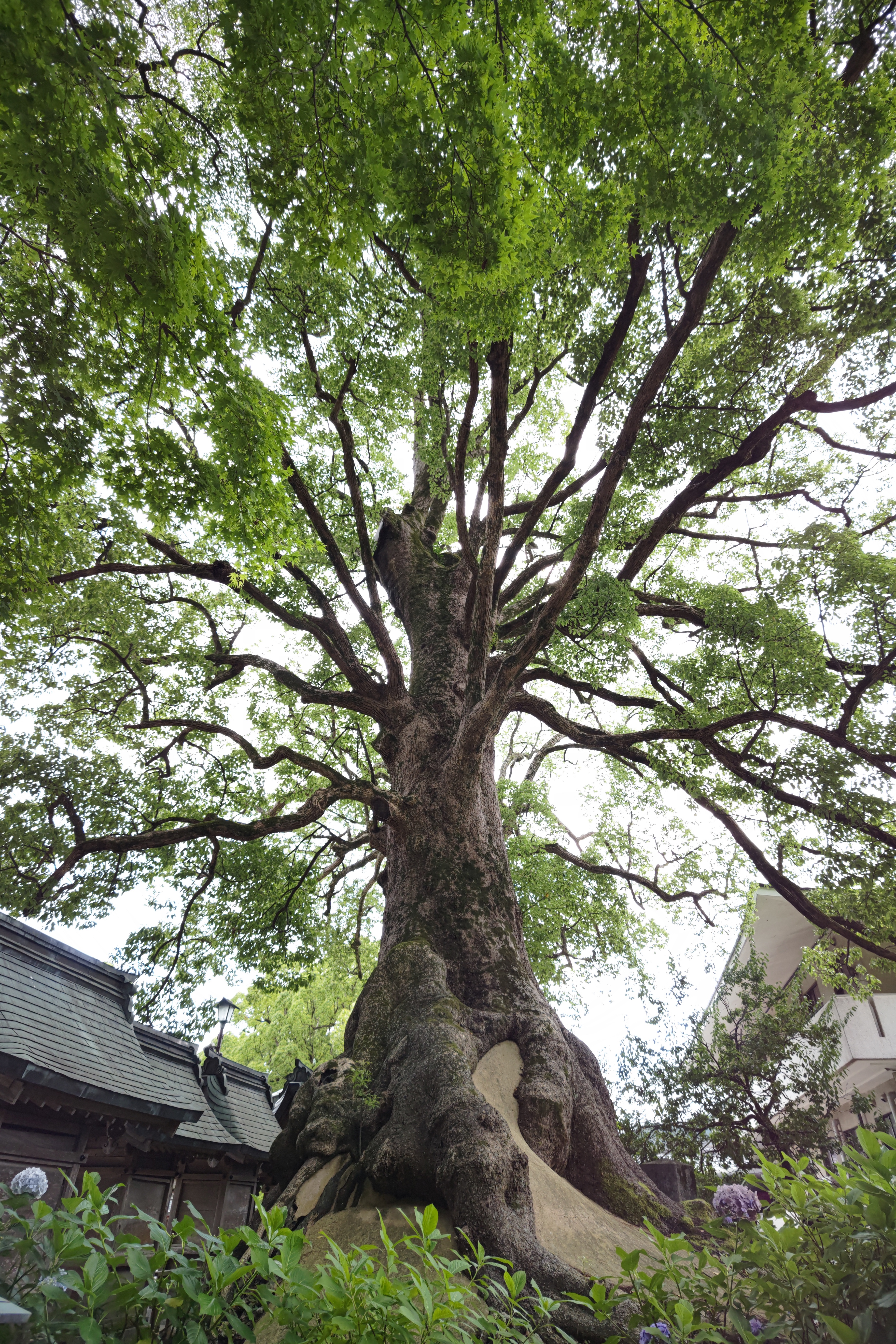 広角端（19mm相当＝フル画素の状態）で撮影したが、超広角らしい歪みが残されている印象。スマートフォンのカメラだとあらかじめ真っ直ぐにデジタル補正している例も多いが、そうした処理は抑えられているようだ<br>AQUOS R6　SUMMICRON 1:1.9/19 ASPH.（1/320秒）ISO 50