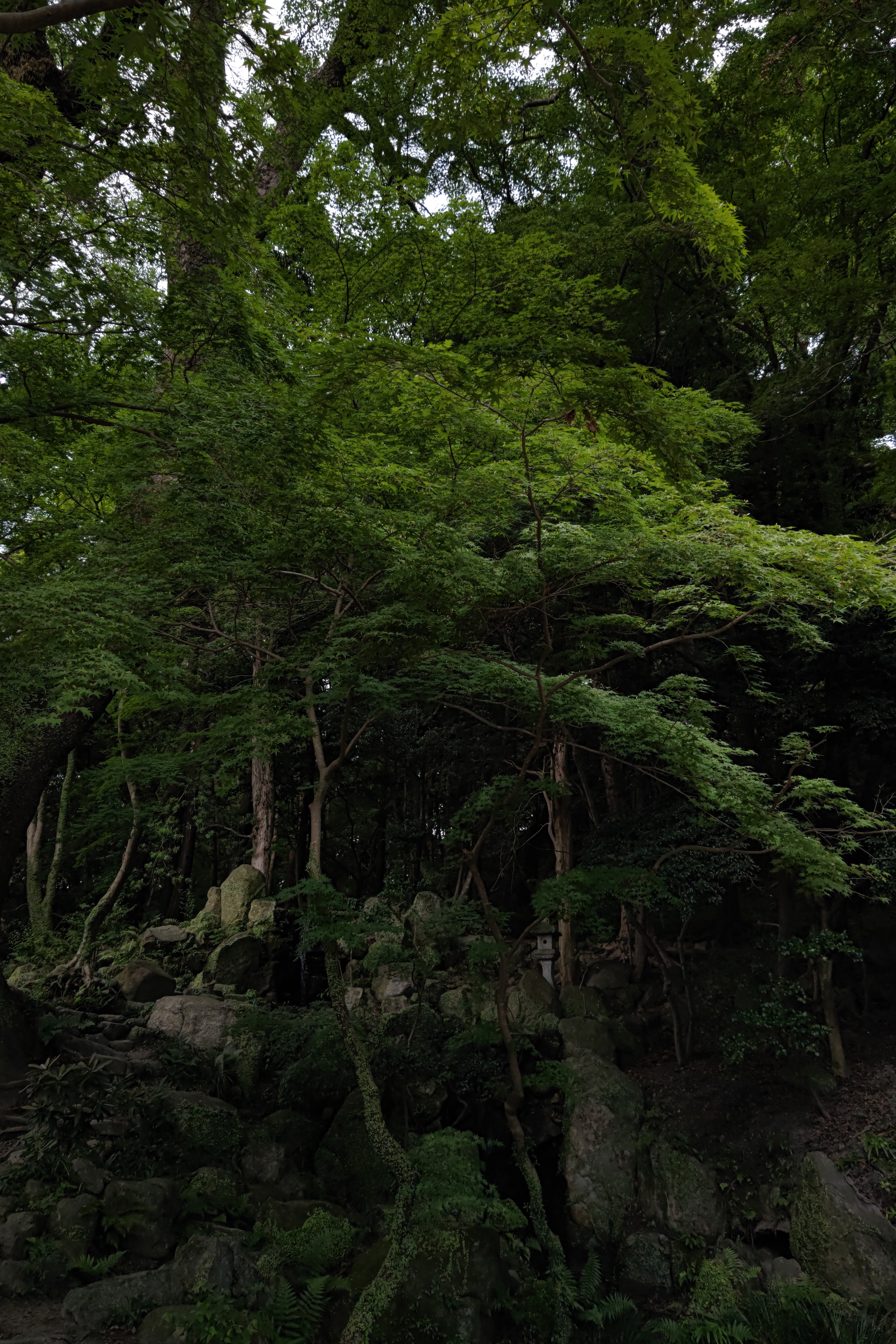 AQUOS R6　SUMMICRON 1:1.9/19 ASPH.（1/800秒）ISO 50