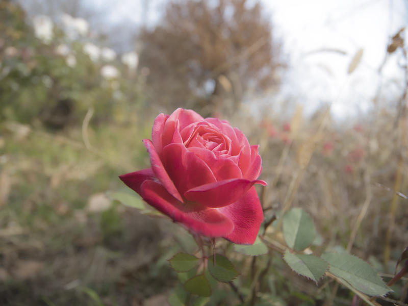 8mm（16mm相当） / F4.0