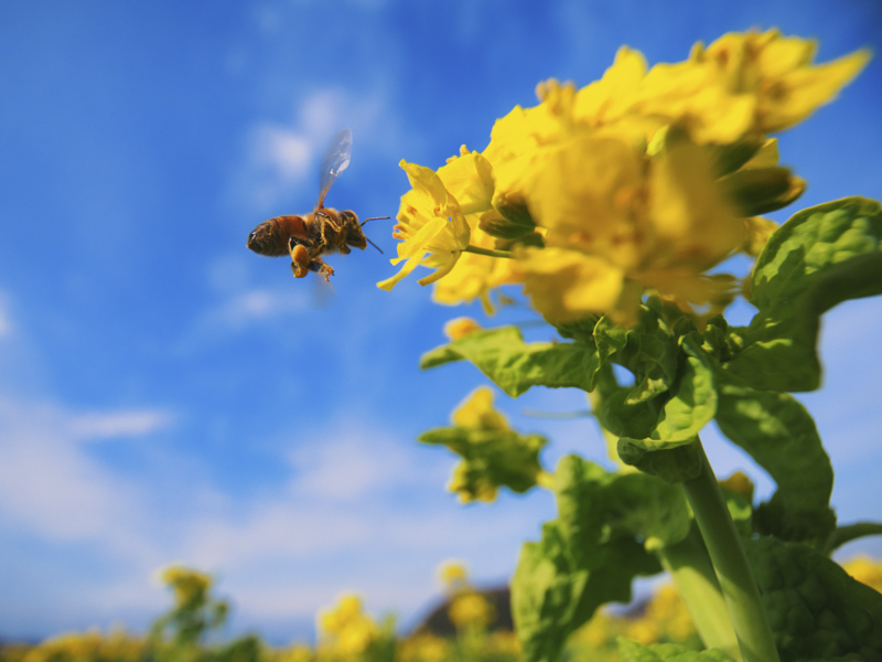 フォーカスリングを最短撮影距離に固定。ハチがぶれないように高速シャッター+ノーファインダーで撮影した。近接撮影でも開放絞りからシャープな描写が得られる。<br><span class="fnt-85">OM-D E-M1 Mark III / 8mm（16mm相当） / マニュアル露出（F4・1/8,000秒） / ISO 800</span>