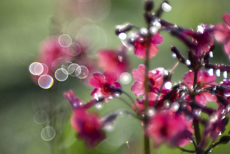 EOS R5 / 絞り優先AE（F2.8、1/250秒、±0EＶ） / ISO 100 / WB：オート / SA＋4