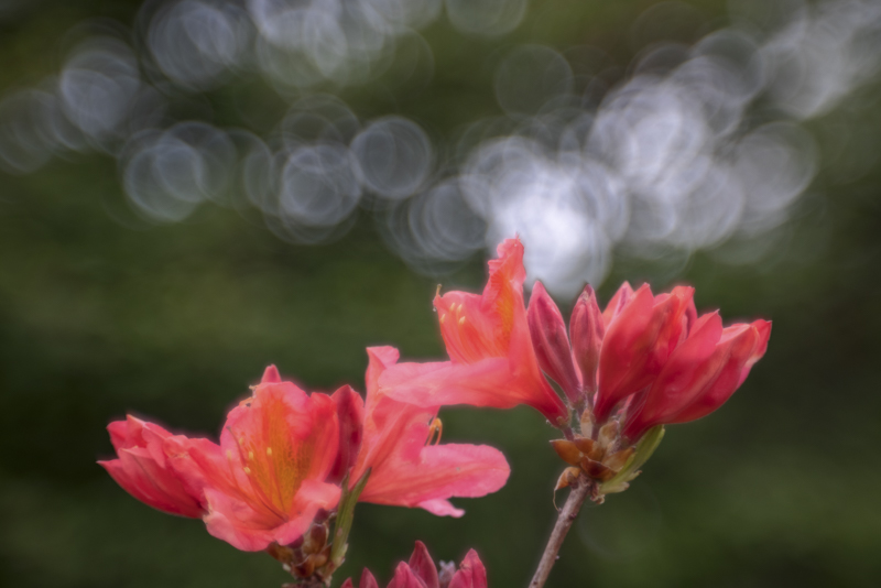 EOS R5 / 絞り優先AE（F2.8、1/50秒、±0EV） / ISO 250 / WB：オート / SA＋4