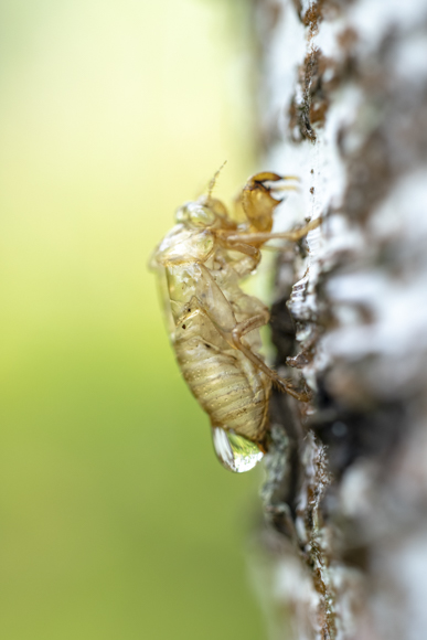 EOS R5 / 絞り優先AE（F2.8、1/160秒、＋0.3EV） / ISO 320 / WB：オート