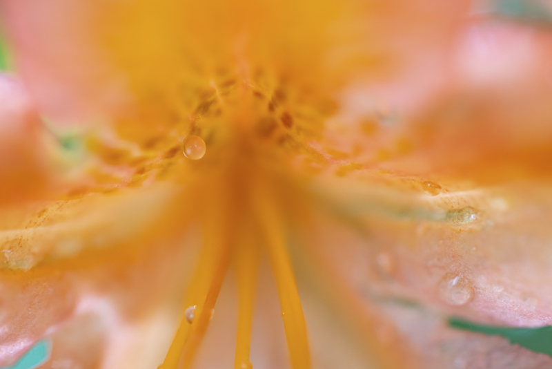 EOS R5 / 絞り優先AE（F2.8、1/125秒、－0.3EV） / ISO 320 / WB：オート