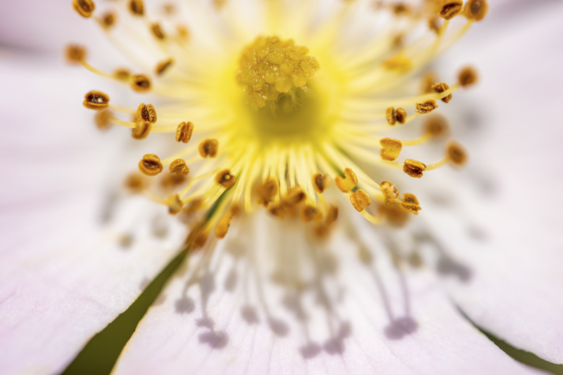 EOS R5 / 絞り優先AE（F2.8、1/1,000秒、＋1.0EV） / ISO 100 / WB：オート