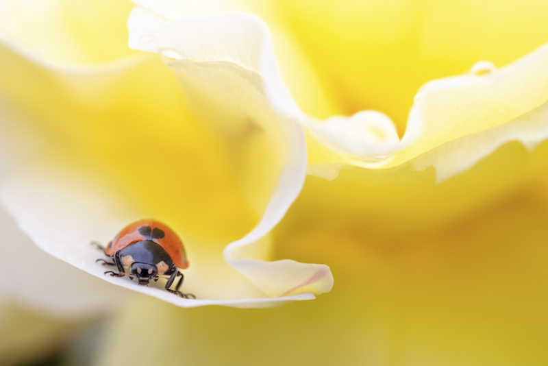 EOS R5 / 絞り優先AE（F7.1、1/320秒、＋0.7EV） / ISO 100 / WB：オート