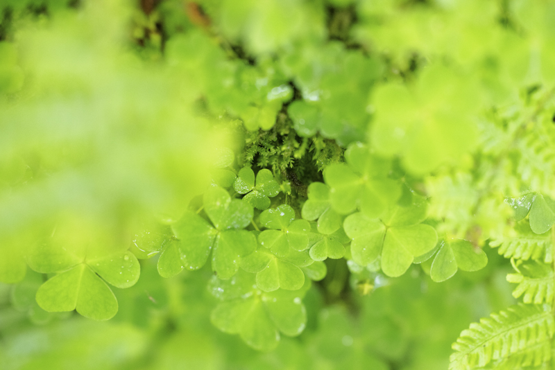 EOS R5 / 絞り優先AE（F4、1/125秒、＋1.0EV） / ISO 10000 / WB：オート