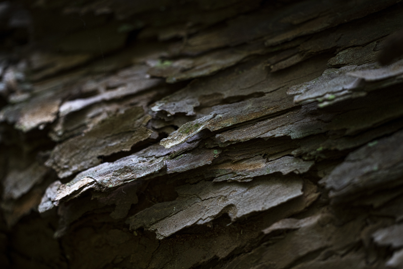 EOS R5 / 100mm / 絞り優先AE（F2.8、1/100秒、-2.0EV） / ISO 100 / WB：オート