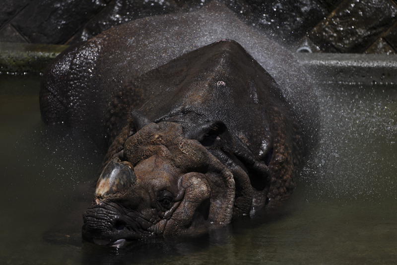 EOS R5 / 150-600mm F5-6.3 DG OS HSM｜Contemporary / 546mm / 絞り優先AE（1/3,200秒・F6.3・−2.3EV） / ISO 400