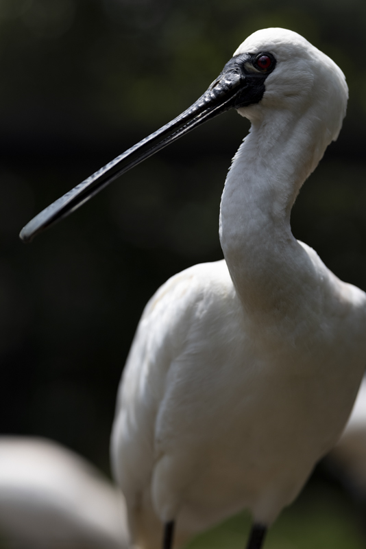 EOS R5 / 135mm F1.8 DG HSM｜Art / 135mm / 絞り優先AE（1/2,500秒・F2.8・−1.0EV） / ISO 100