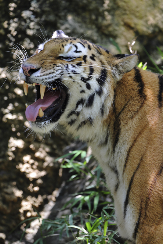 EOS R5 / 150-600mm F5-6.3 DG OS HSM｜Contemporary / 600mm / 絞り優先AE（1/320秒・F8.0・−2EV） / ISO 800