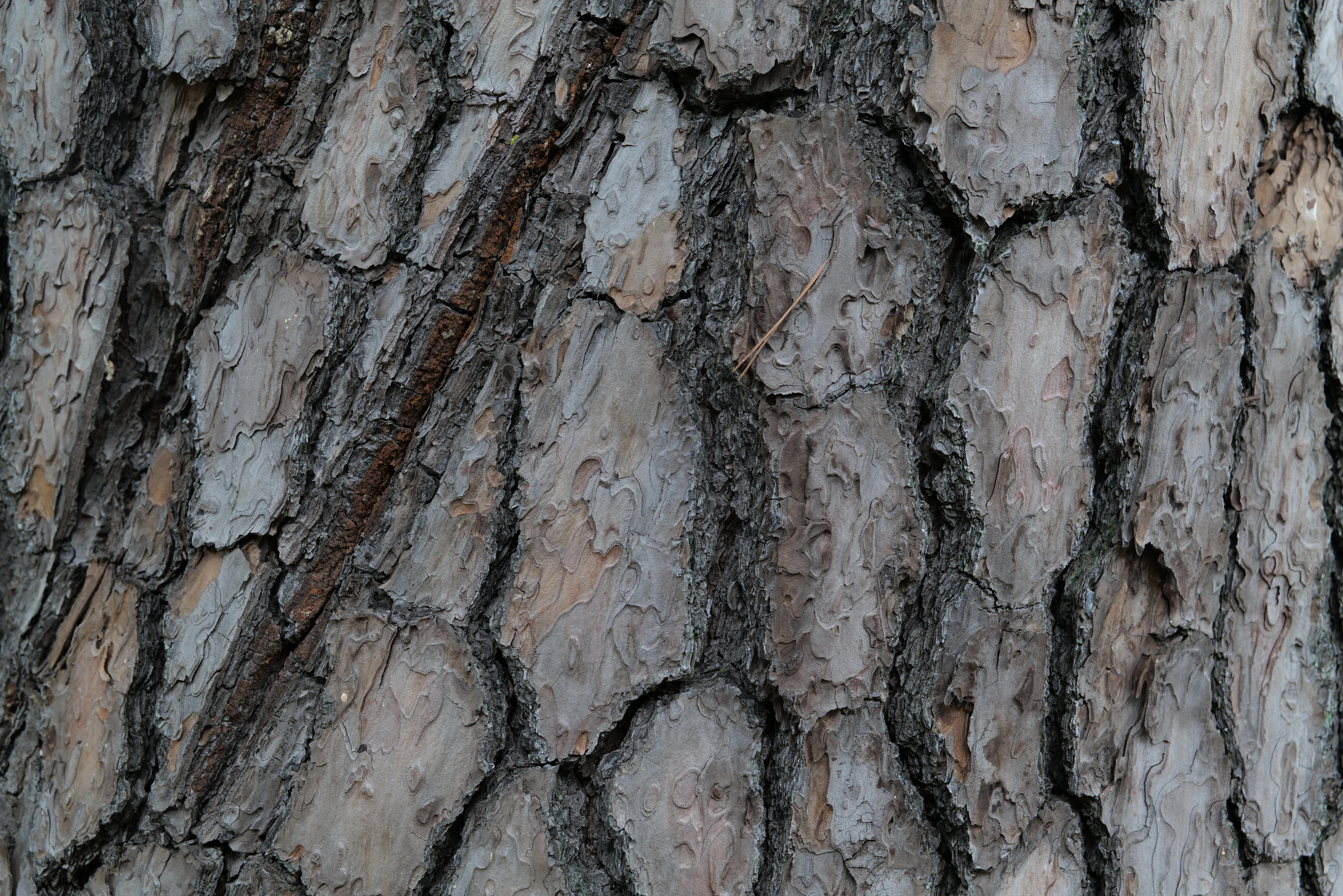 <span class="fnt-85">LUMIX S1R / LUMIX S 50mm F1.8 / 絞り優先AE（F5.6・1/60秒・-0.7EV） / ISO 250</span>