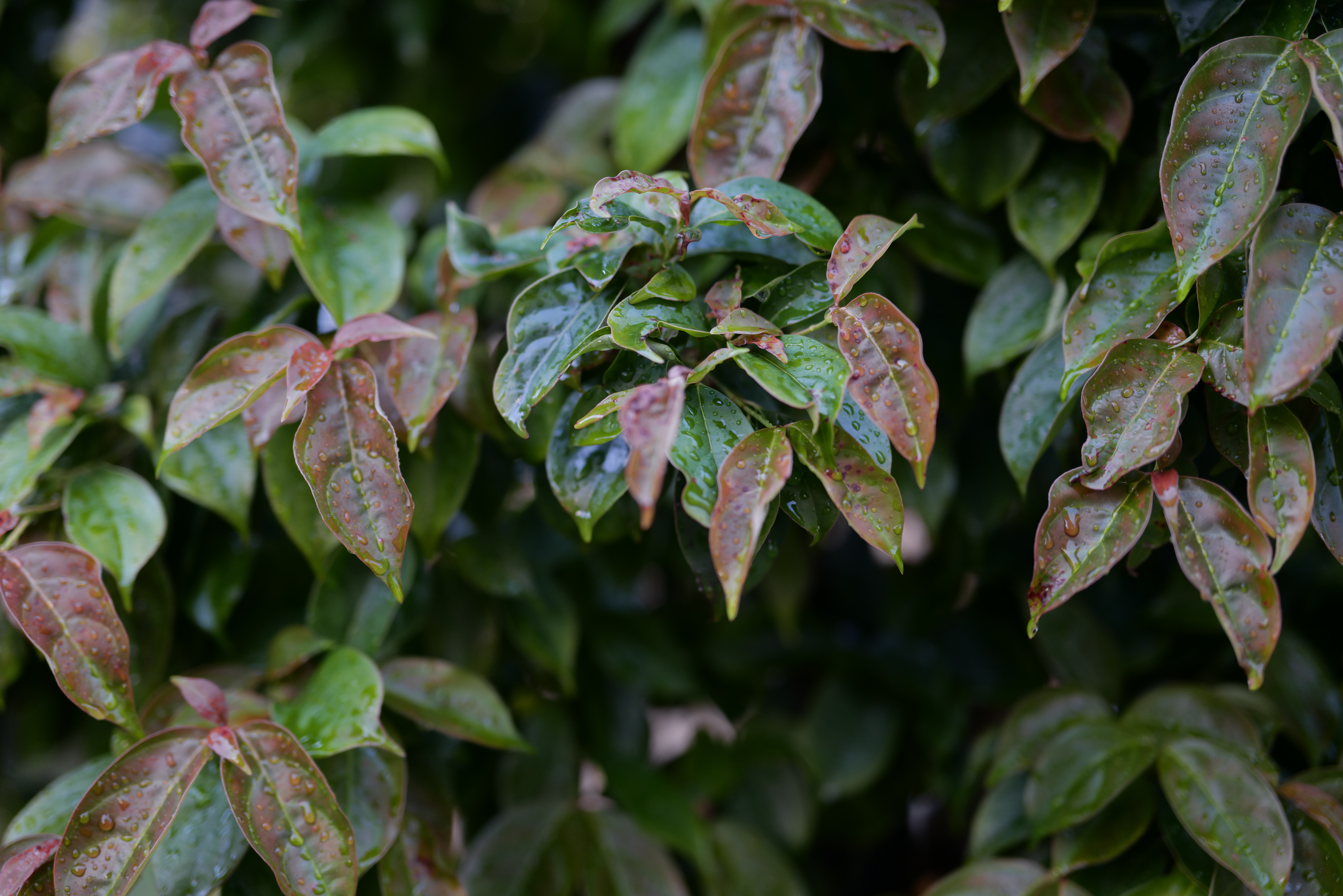 <span class="fnt-85">LUMIX S1R / LUMIX S 50mm F1.8 / 絞り優先AE（F1.8・1/60秒・-1.0EV） / ISO 400</span>