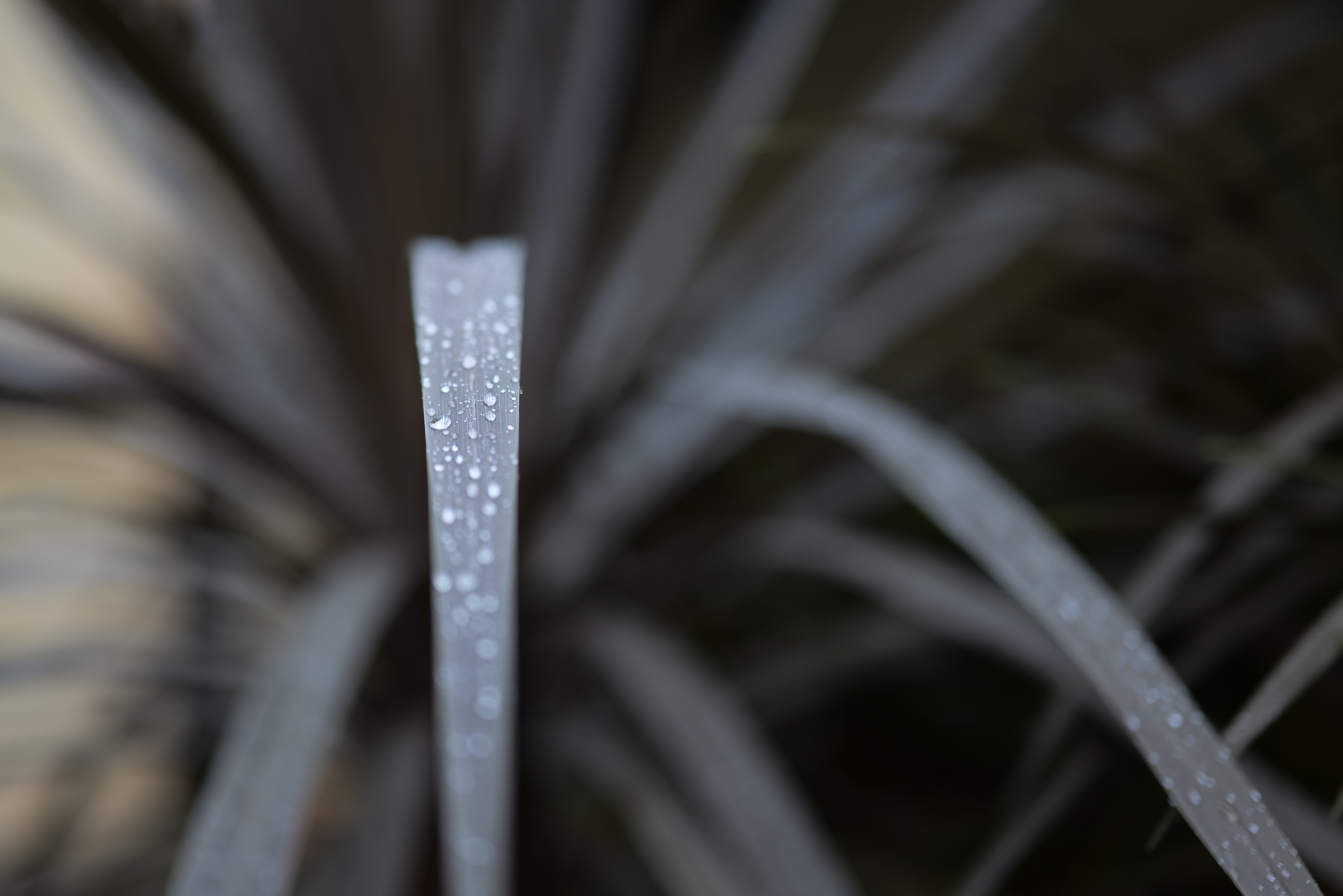 <span class="fnt-85">LUMIX S1R / LUMIX S 50mm F1.8 / 絞り優先AE（F1.8・1/60秒・-1.0EV） / ISO 125</span>