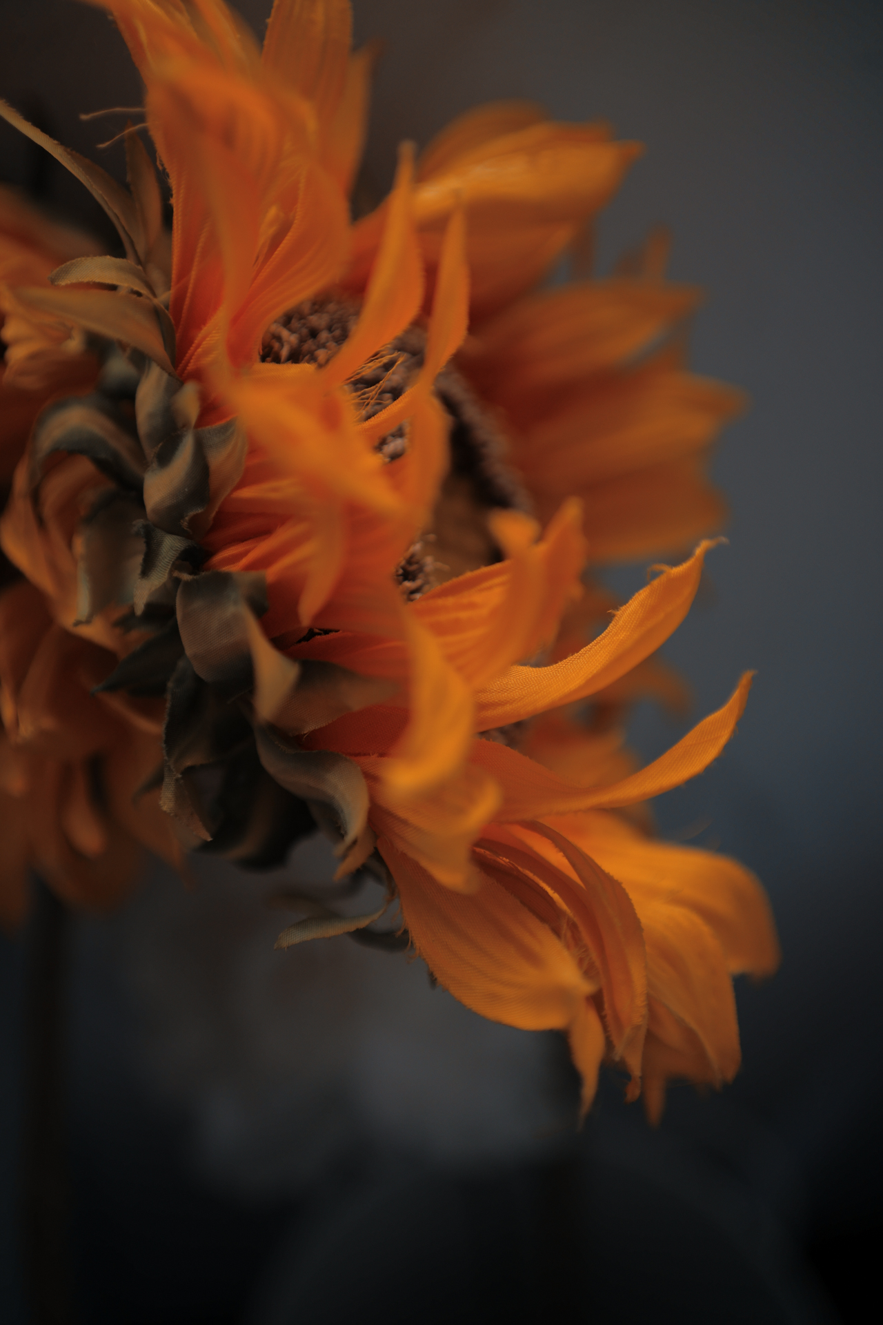 <span class="fnt-85">SIGMA fp / 35mm F2 DG DN｜Contemporary / 絞り優先AE（F2.5・1/125秒・-1.3EV） / ISO 400</span>